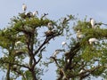 Nesting wood storks Royalty Free Stock Photo