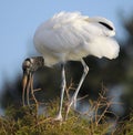 Nesting Woodstork Royalty Free Stock Photo