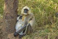 Nursing Baby Indian Langur