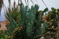 Eze, France - June 17, 2021 - the Exotic, Subtropical and Mediterranean garden in the sunny spring afternoon