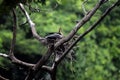 Nestling Asian Oriental Darter