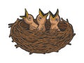 Nestling bird in nest color sketch engraving