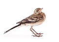 Nestling of bird (wagtail) Royalty Free Stock Photo