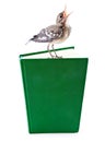 Nestling of bird (wagtail) on book