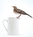 Nestling of bird (wagtail) on cup