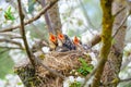 Nestling birds sitting in their nest on blooming tree and waiting for feeding. Young birds with orange beak. Baby birds in spring Royalty Free Stock Photo