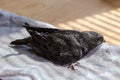 Swift nestling that was fallen of nest during home nursing