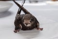 Swift nestling that was fallen of nest during home nursing