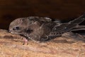 Swift nestling is sitting on a branch during home nursing