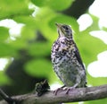 Nestling Blackbird On A Branch