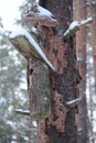 Birdhouse on crumpled pine tree in winter forest. Nestling box in wood Royalty Free Stock Photo