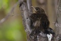 Nestling common blackbird.