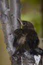 Nestling common blackbird.