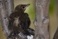 Nestling common blackbird.