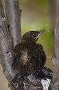 Nestling common blackbird. Royalty Free Stock Photo