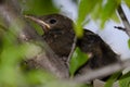 Nestling common blackbird.