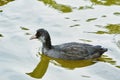 Nestling of Common Coot Royalty Free Stock Photo
