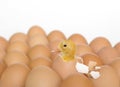 Nestling the duck and shell of egg Royalty Free Stock Photo