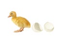 The nestling the duck and shell of egg Royalty Free Stock Photo