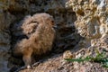 Nestling of Eurasian eagle-owl or Bubo in steppe Royalty Free Stock Photo