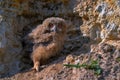 Nestling of Eurasian eagle-owl or Bubo in steppe