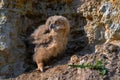 Nestling of Eurasian eagle-owl or Bubo in steppe Royalty Free Stock Photo