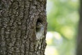 Nestling Eurasian nuthatch or Wood nuthatch in hollow. Forest passerine bird Sitta europaea