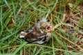 Nestling, fledgling, baby, grass, fell, gathering, feathers, crest Royalty Free Stock Photo