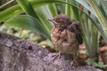 The nestling flew out of the nest and waits for the feeding. Common blackbird. Natural habitat. Photohunting Royalty Free Stock Photo