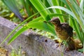 The nestling flew out of the nest and waits for the feeding. Common blackbird. Natural habitat Royalty Free Stock Photo