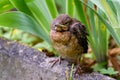 The nestling flew out of the nest and waits for the feeding. Common blackbird. Photohunting Royalty Free Stock Photo