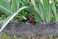 The nestling flew out of the nest and waits for the feeding. Common blackbird Royalty Free Stock Photo