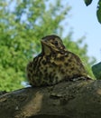 Nestling Gray Thrush Close-up Royalty Free Stock Photo