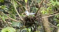 Nestling of Great Indian Blue Heron