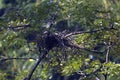 Nestling Indian Snake birds