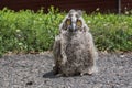Nestling long-eared owl, Asio otus Royalty Free Stock Photo