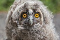 Nestling long-eared owl portrait, Asio otus Royalty Free Stock Photo