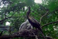 Nestling of Oriental Darters