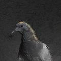 Nestling pigeon portrait