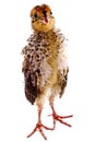 Nestling quail