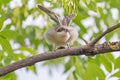 Nestling of red-backed shrike ready to fly off from branch Royalty Free Stock Photo