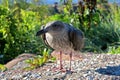 Nestling on the shore of sea gulls