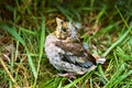 Nestling, fledgling, baby, grass, fell, gathering, feathers, crest Royalty Free Stock Photo