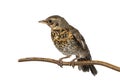 Nestling thrush fieldfare sitting on a branch