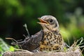 Nestling thrush Fieldfare sitting in a nest