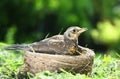 Nestling thrush Fieldfare sitting in a nest on a sunny summer day Royalty Free Stock Photo