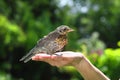 Nestling thrush Fieldfare sitting on the palm of hand