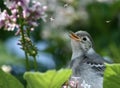 Nestling of a wagtail.