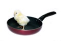 Nestlings little yellow chick on frying pan with non-stick coating