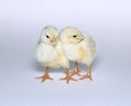 Nestlings little yellow chicks Royalty Free Stock Photo